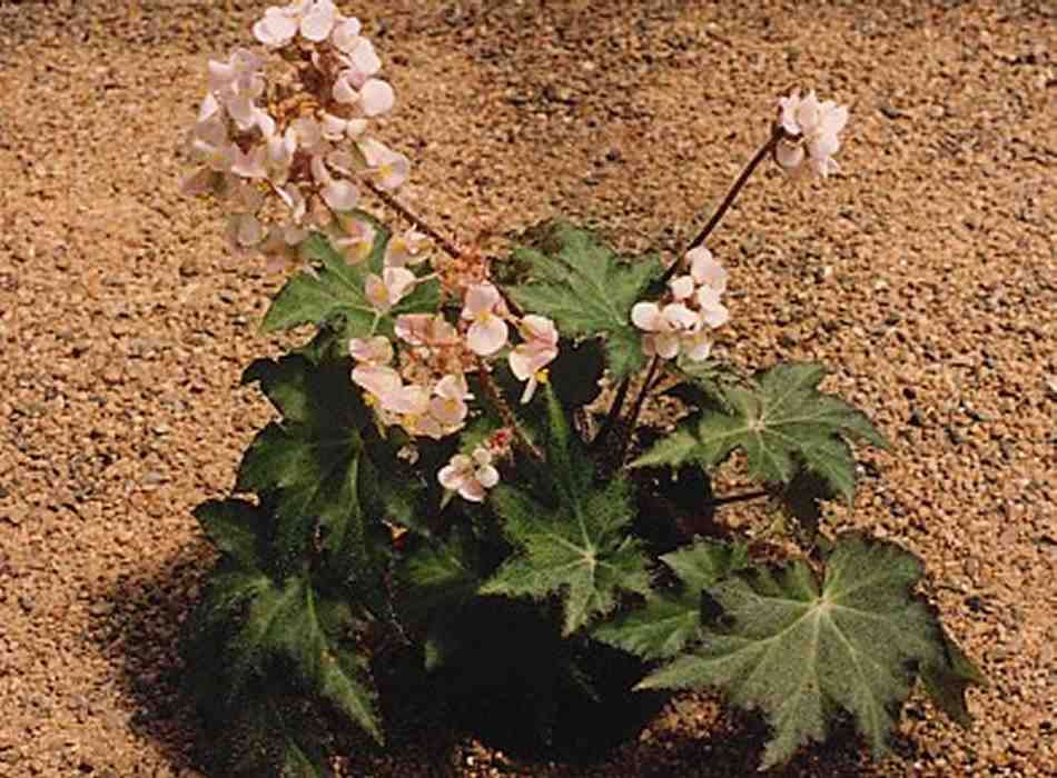 B. ‘Black Pepper’